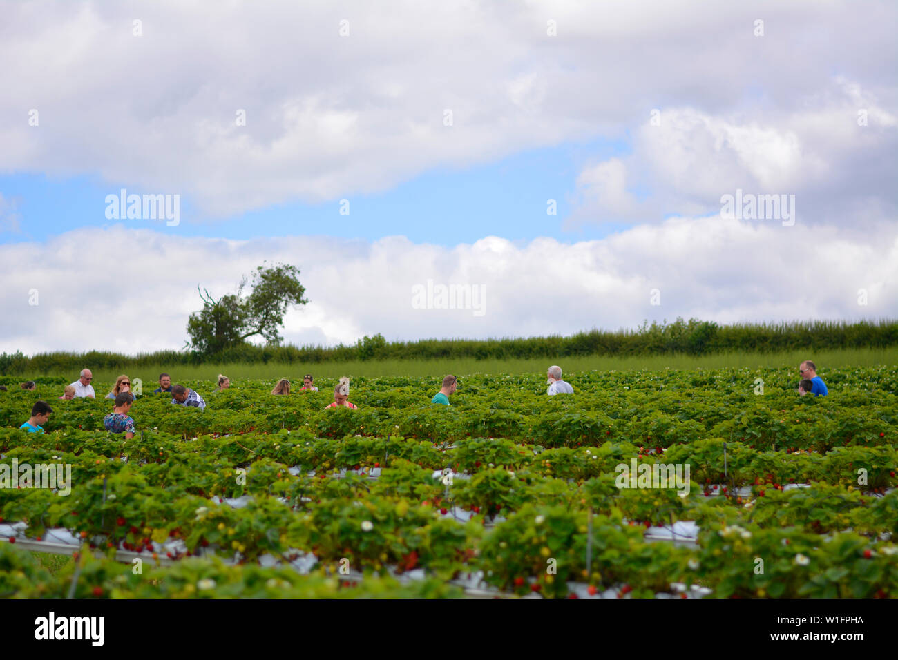 Strawberry picking uk hires stock photography and images Alamy