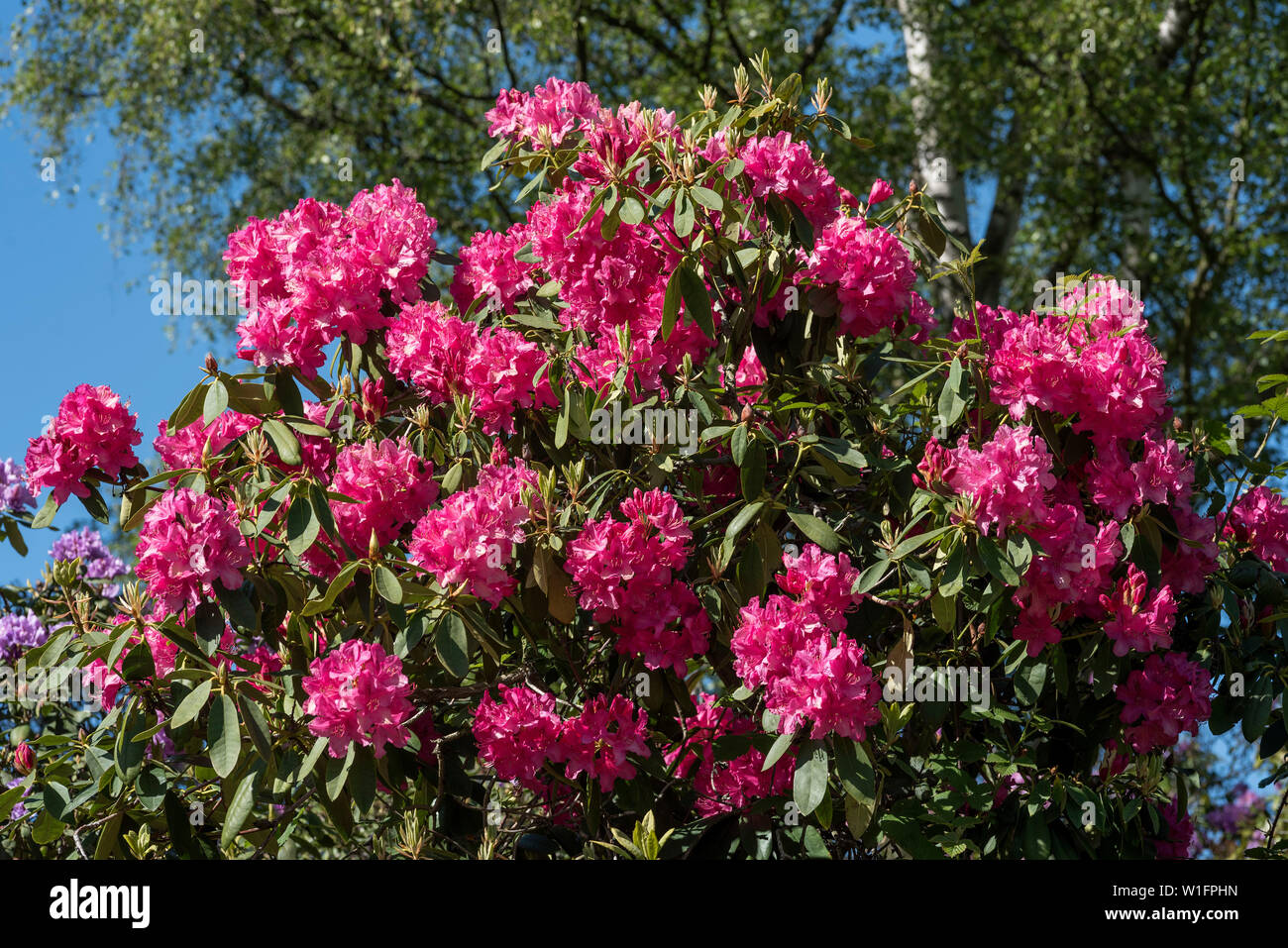 Brightly coloured pink rhododendron shrubs / trees. Stock Photo