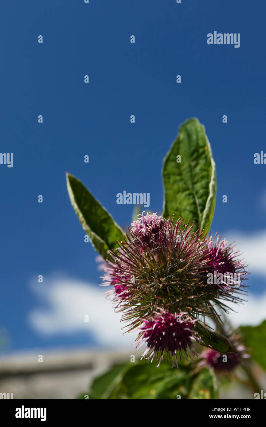 Burdock plant in flower against a bright blue summer sky Stock Photo