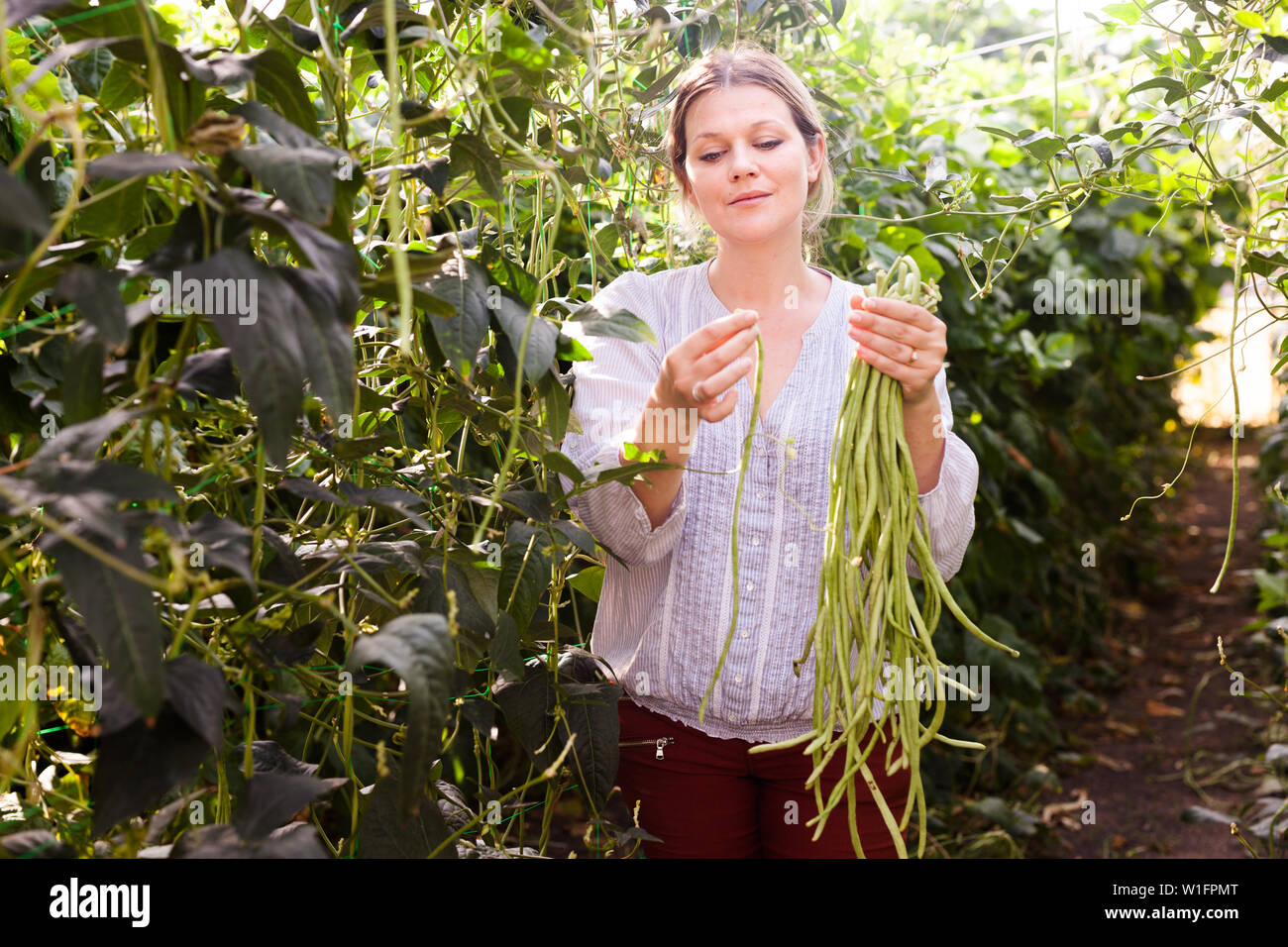 Young Woman Gardener Picking Harvest Of Chinese Vigna In Sunny