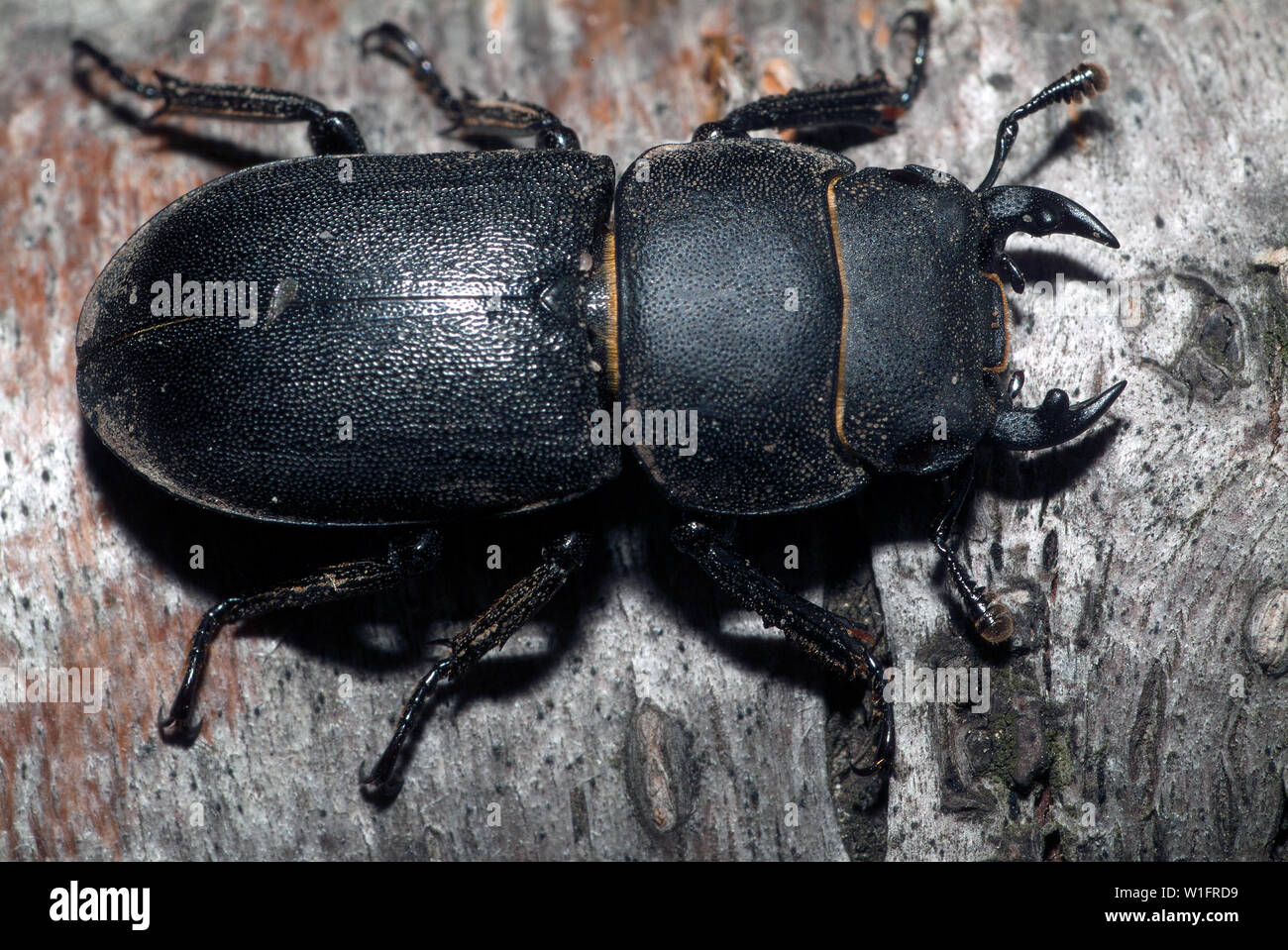 lesser stag beetle, Dorcus parallelipipedus, Balkenschröter Stock Photo
