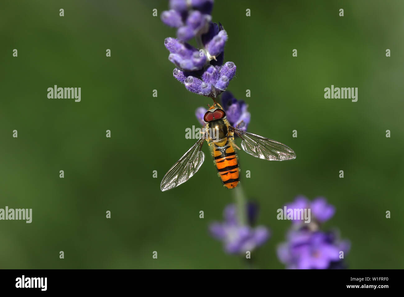 Hoverfly on lavender in English garden feeding Stock Photo