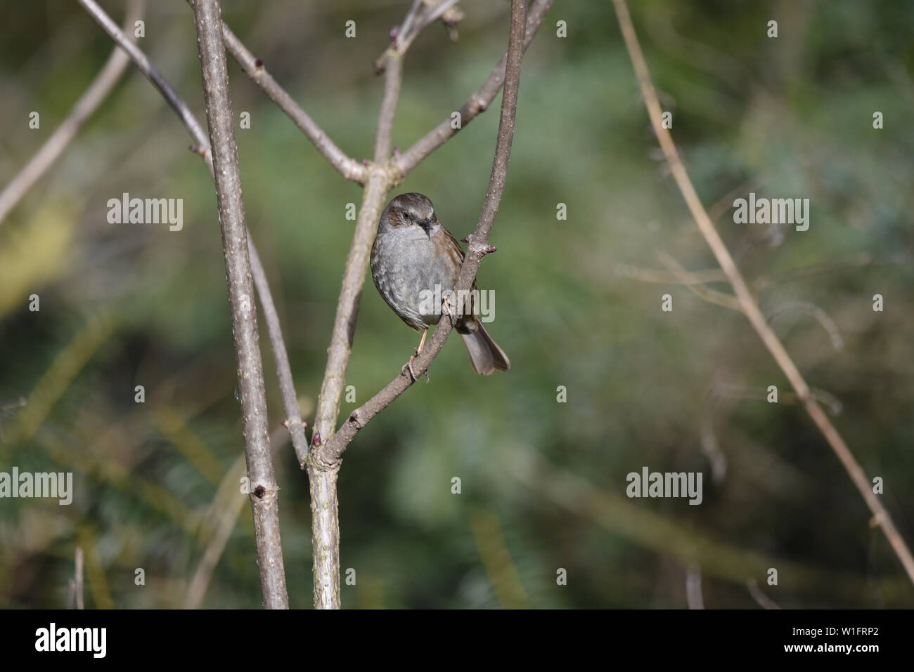 Dunnock perched on a branch Stock Photo