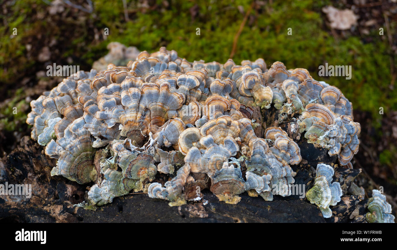 Turkey Tail (Trametes versicolor) mushroom growing on a decaying stump. A cluster of vibrant blue and yellow mushrooms growing in the wild. These herb Stock Photo