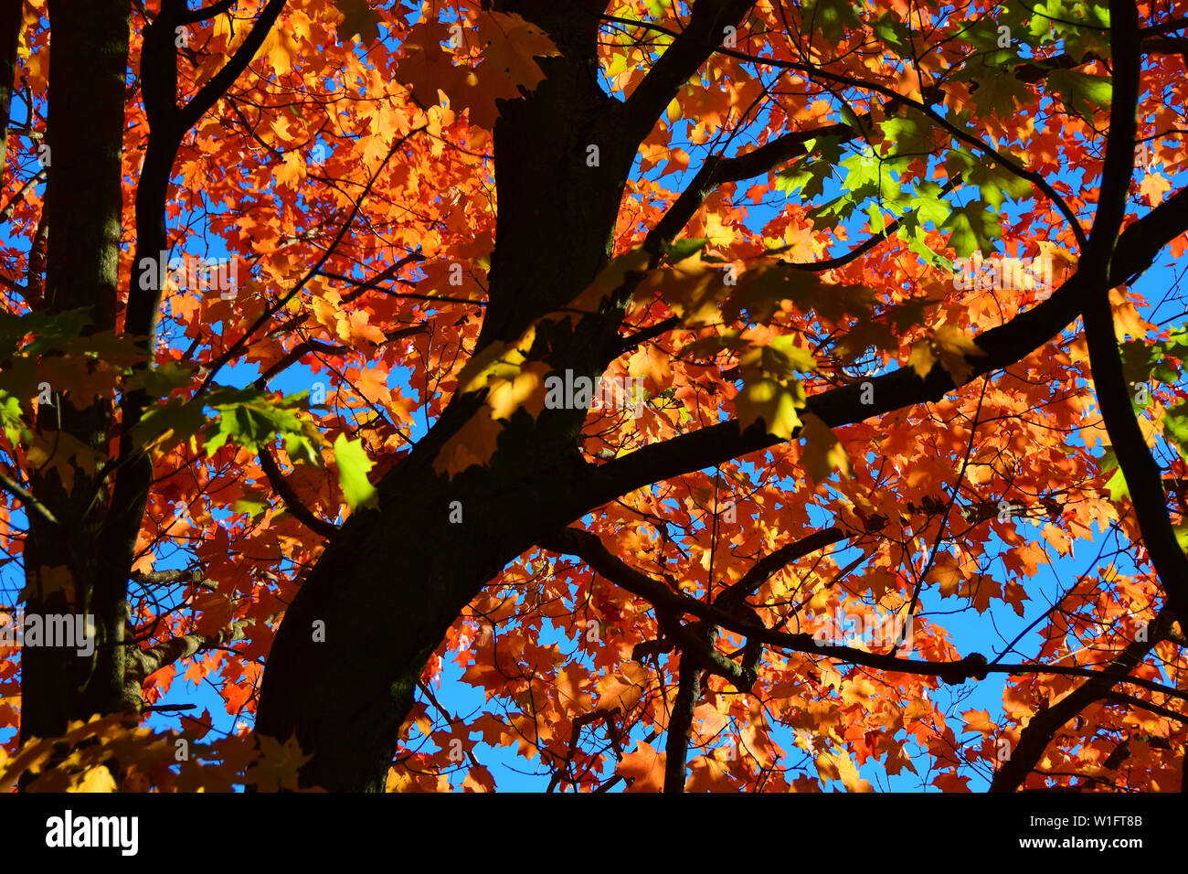 Fall Foliage in New Hampshire Stock Photo