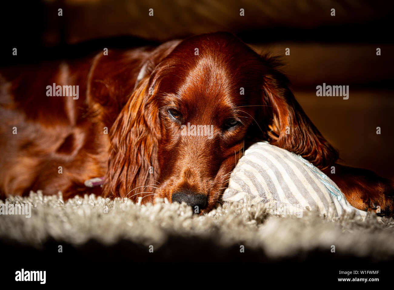 One year old female Irish Red Setter dog Stock Photo