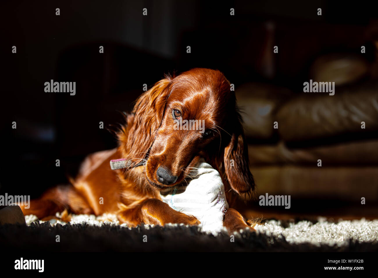 One year old female Irish Red Setter dog Stock Photo