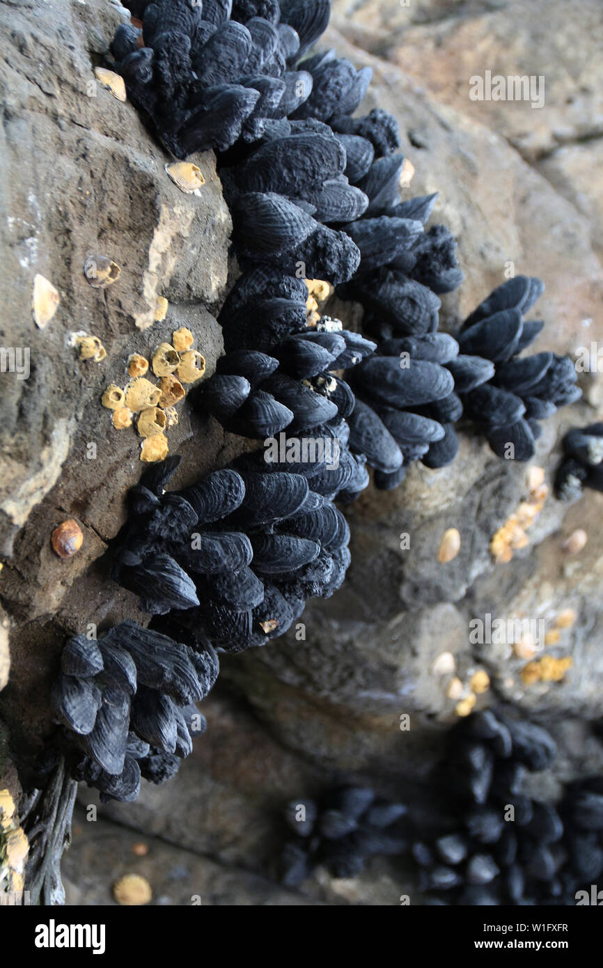 Mussel tank hires stock photography and images Alamy