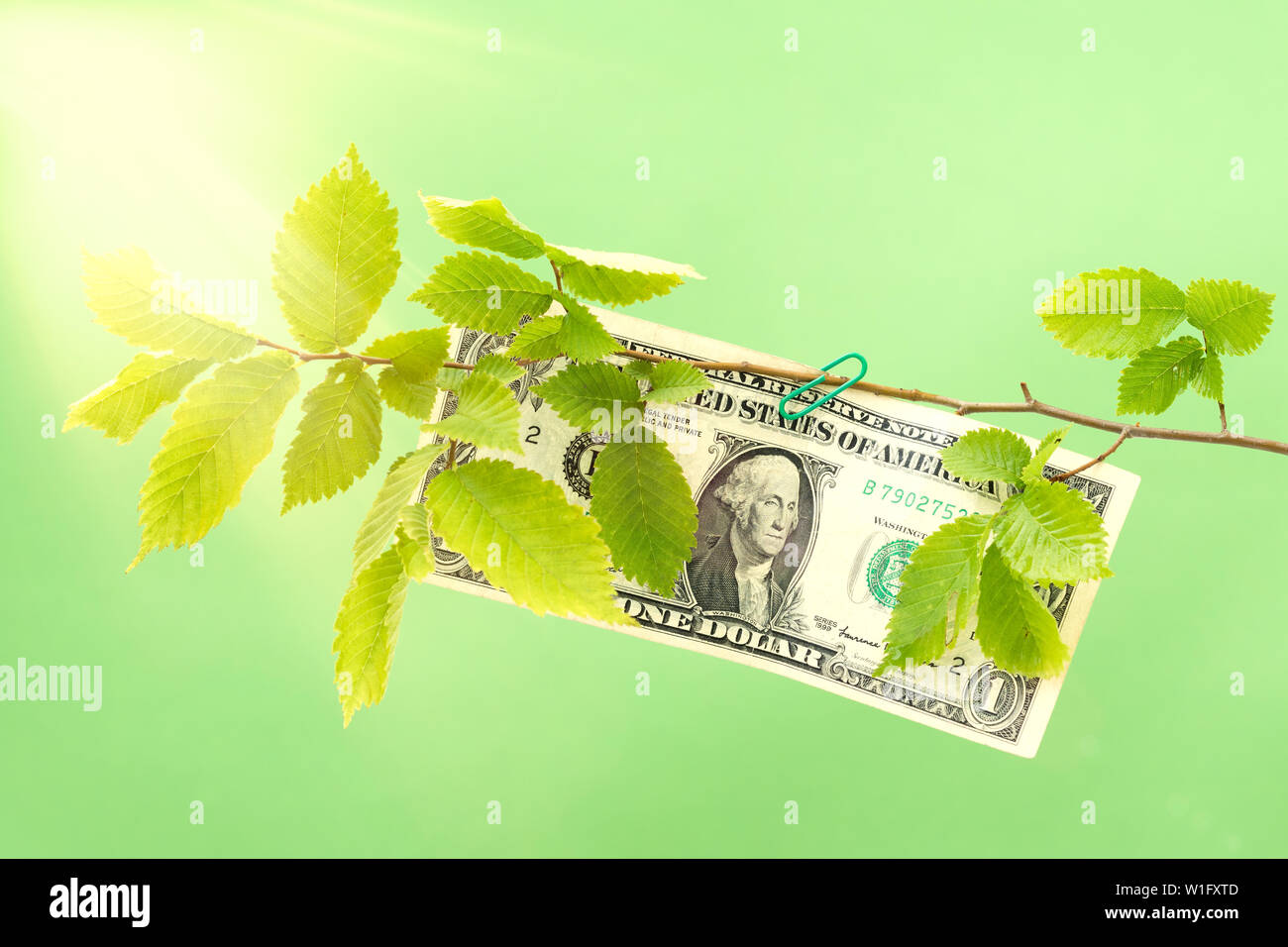 Dollar hanging on the branch of a green tree. Money tree, revenue