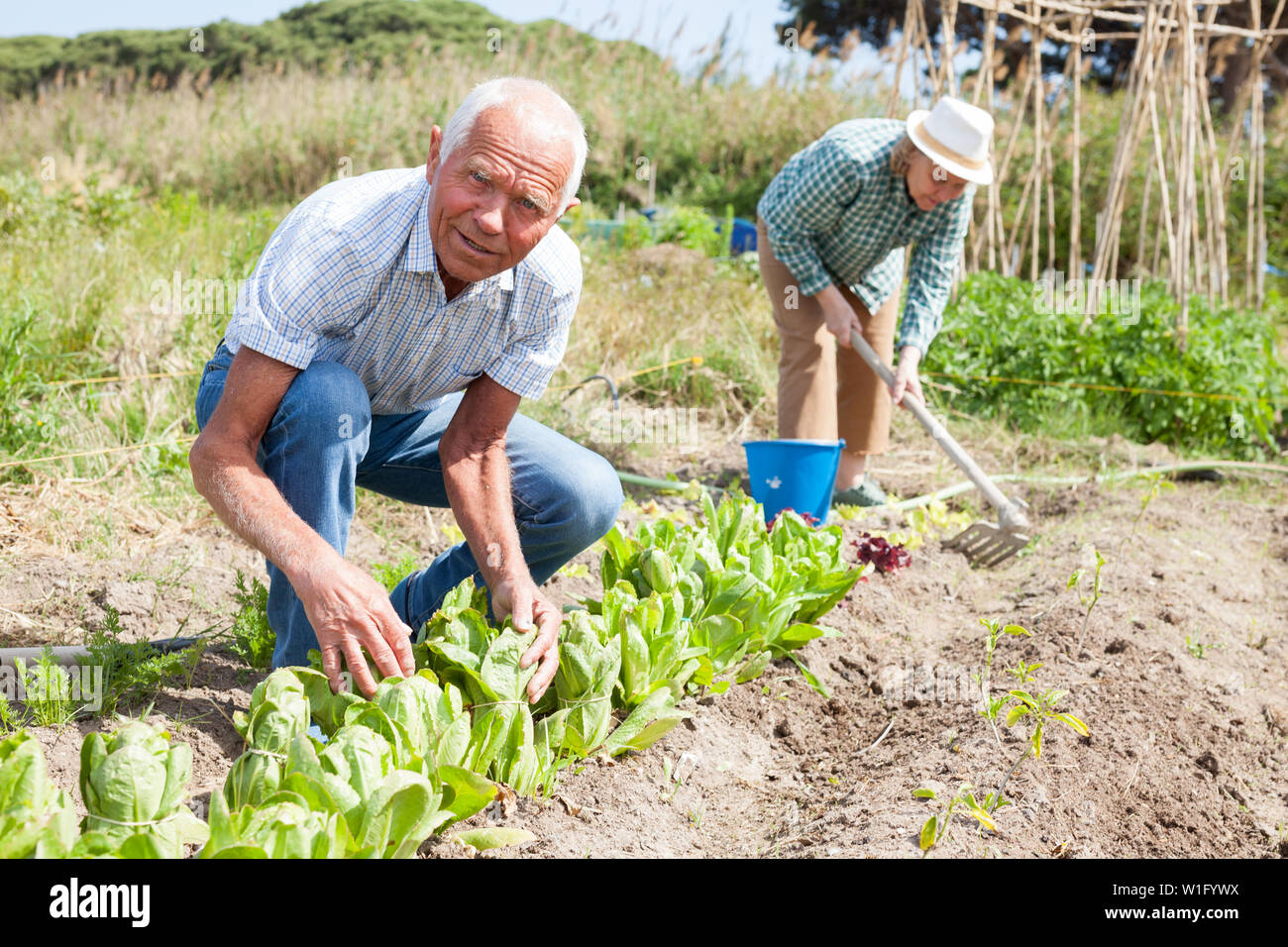 Elderly couple working in the garden at the farm Stock Photo - Alamy
