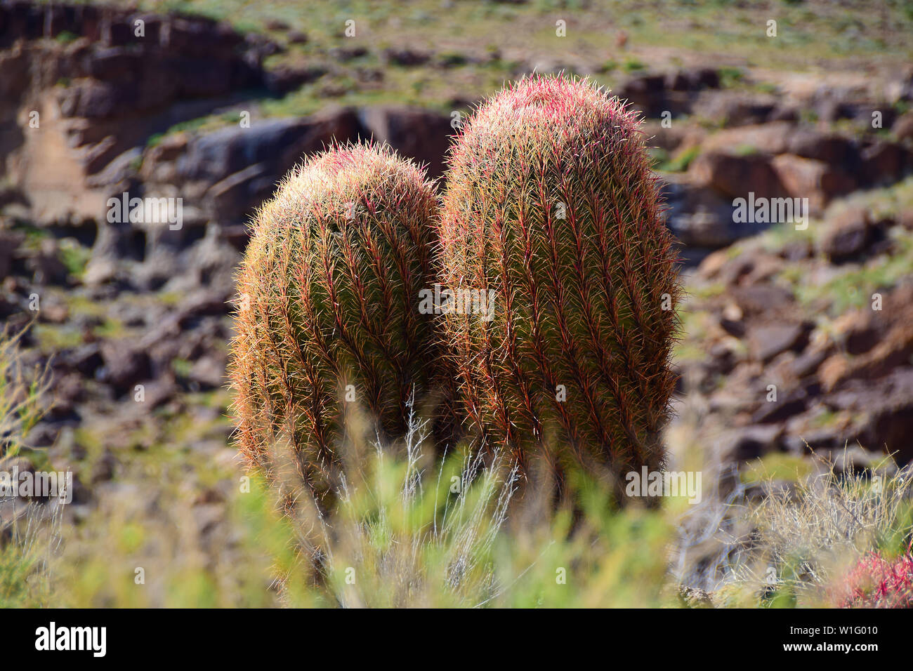 Redheads in the Mojave Desert Stock Photo