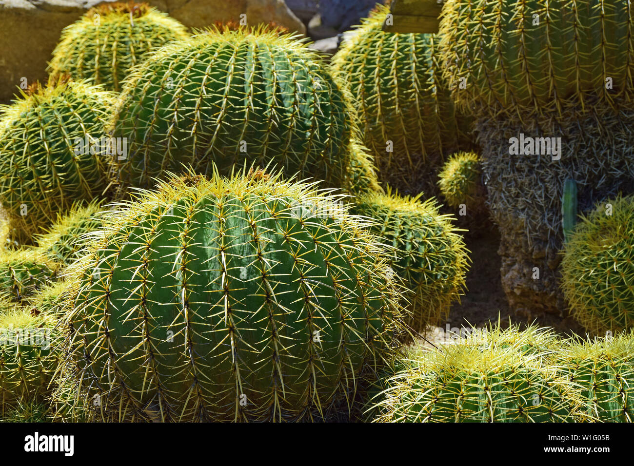 Mojave Desert Cactus Stock Photo - Alamy