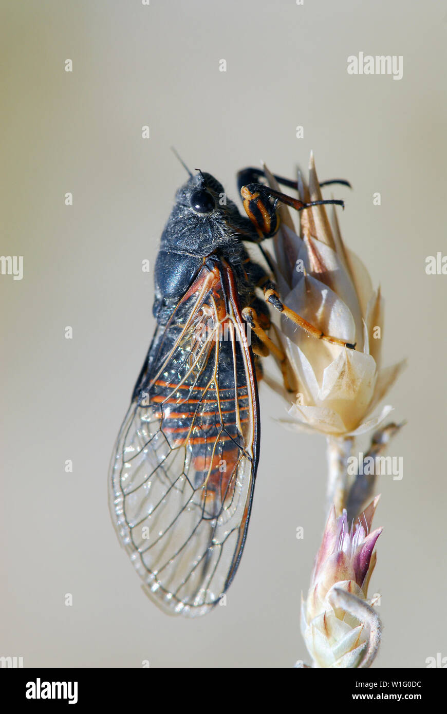 cicada, Cicadetta sp., Zikade Stock Photo