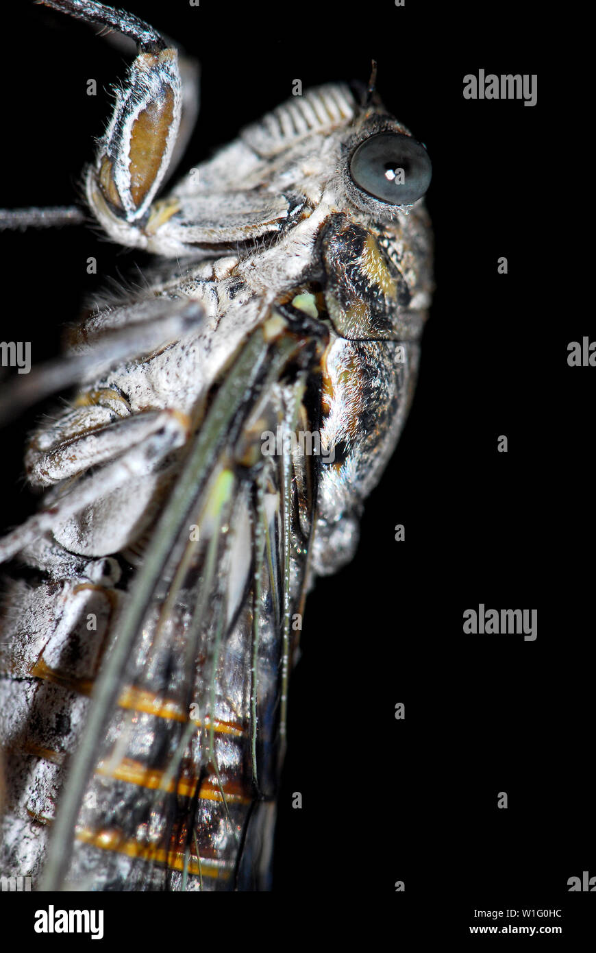Cicada sp., Zikade Stock Photo