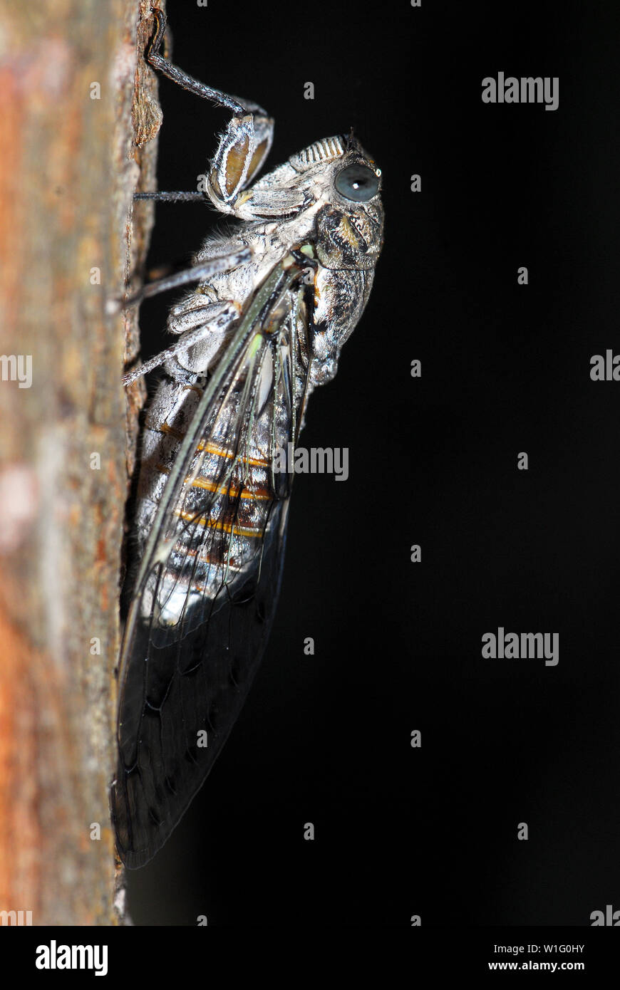 Cicada sp., Zikade Stock Photo