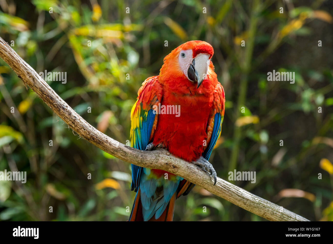 Scarlet macaw (Ara macao) perched in tree, native to forests of tropical Central and South America Stock Photo