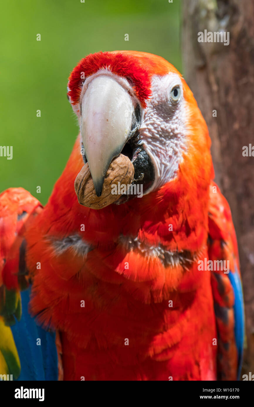 Close-up portrait of scarlet macaw (Ara macao) crushing walnut with powerful beak Stock Photo
