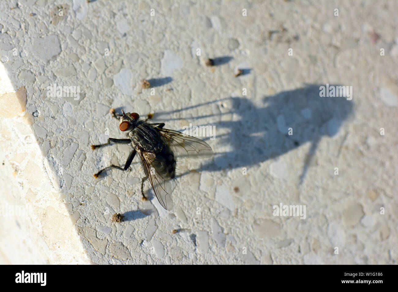 common flesh fly, Graue Fleischfliege, mouche grise de la viande, Sarcophaga carnaria, közönséges húslégy, Budapest, Hungary, Magyarország, Europe Stock Photo