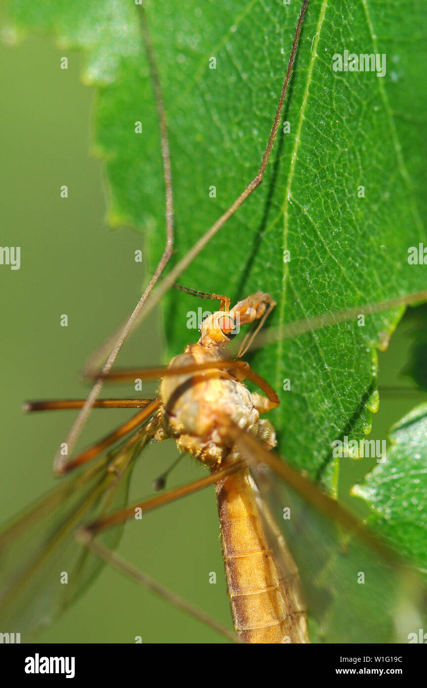Tipula sp, Riesenschnake, Crane fly Stock Photo
