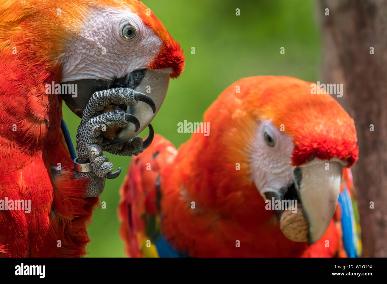 Two scarlet macaws (Ara macao) native to forests of tropical Central and South America, crushing walnuts with powerful beak Stock Photo