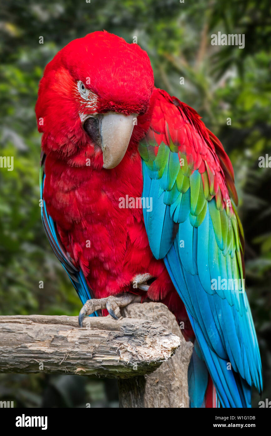 Red-and-green macaw / green-winged macaw (Ara chloropterus) perched in tree, native to northern and central South America Stock Photo
