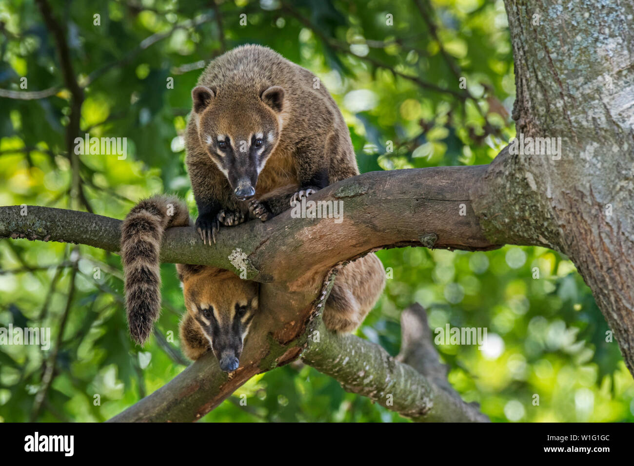 Two curious South American coatis / ring-tailed coati (Nasua nasua) looking down from tree, native to forests of tropical South America Stock Photo