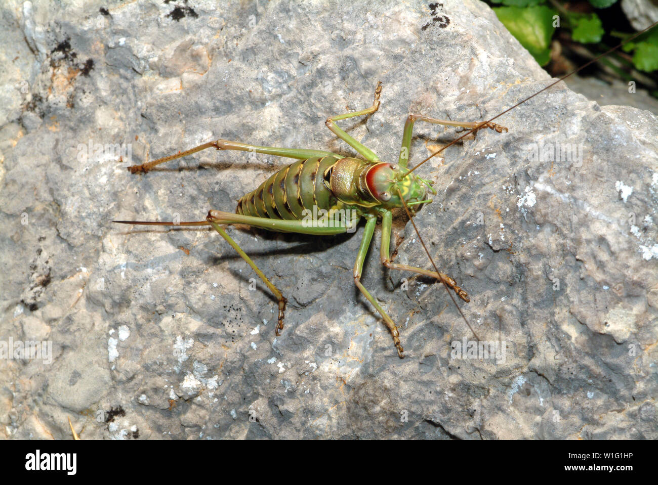 saddle-backed bush cricket, Ephippiger ephippiger, Steppen-Sattelschrecke Stock Photo