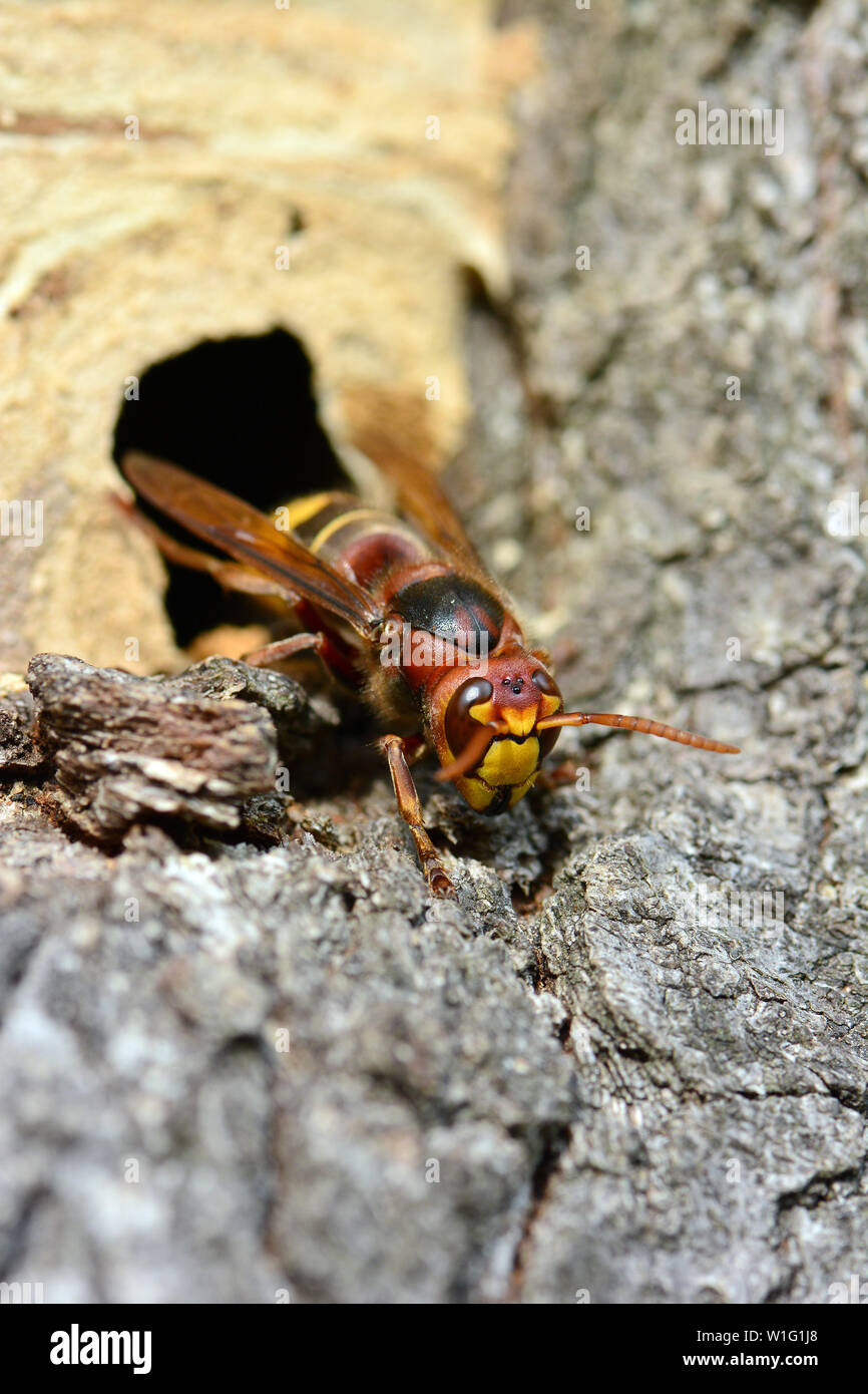 European Hornisse, Frelon européen, Vespa crabro, lódarázs