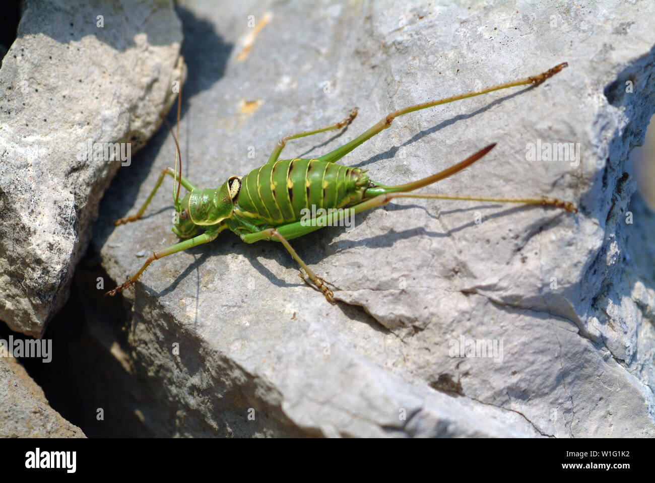 saddle-backed bush cricket, Ephippiger ephippiger, Steppen-Sattelschrecke Stock Photo