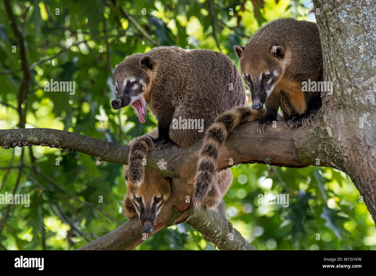 Family of South American coatis / ring-tailed coati (Nasua nasua) in tree, native to forests of tropical and subtropical South America Stock Photo