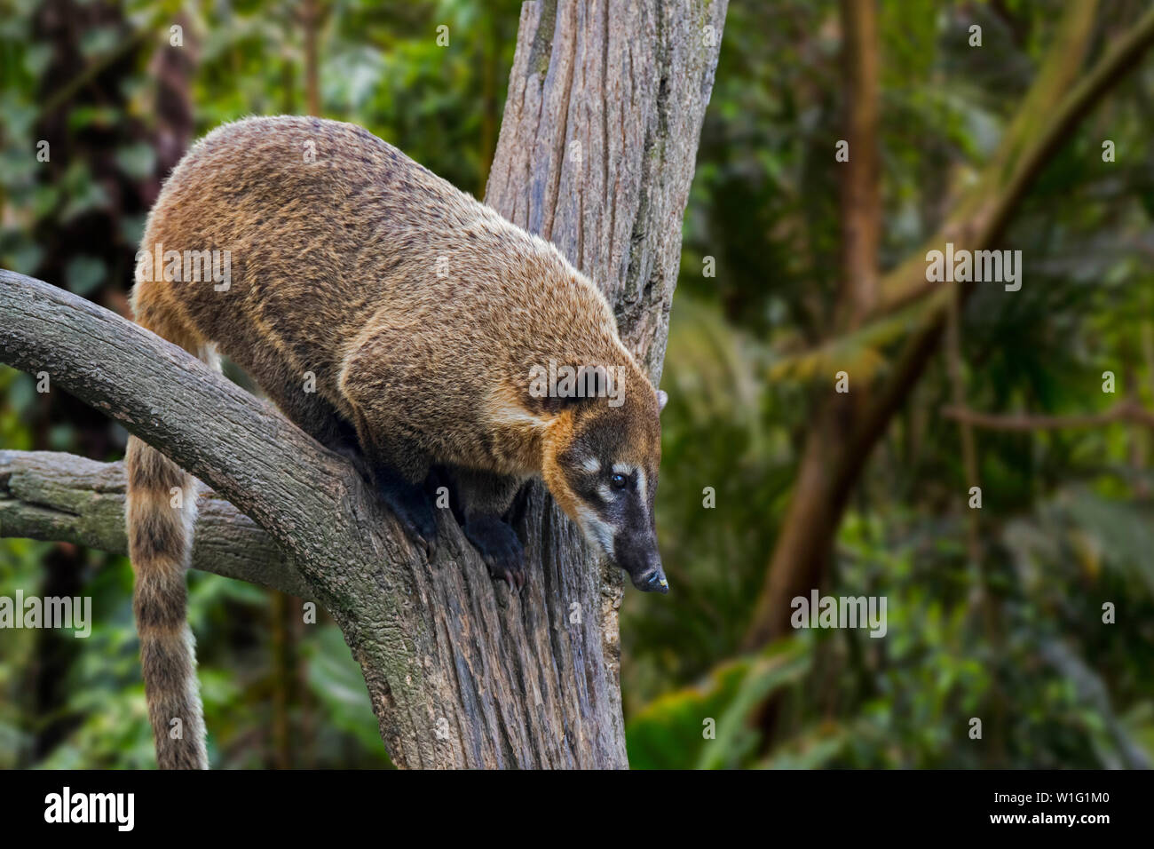 South American coati / ring-tailed coati (Nasua nasua) looking down from tree, native to forests of tropical and subtropical South America Stock Photo
