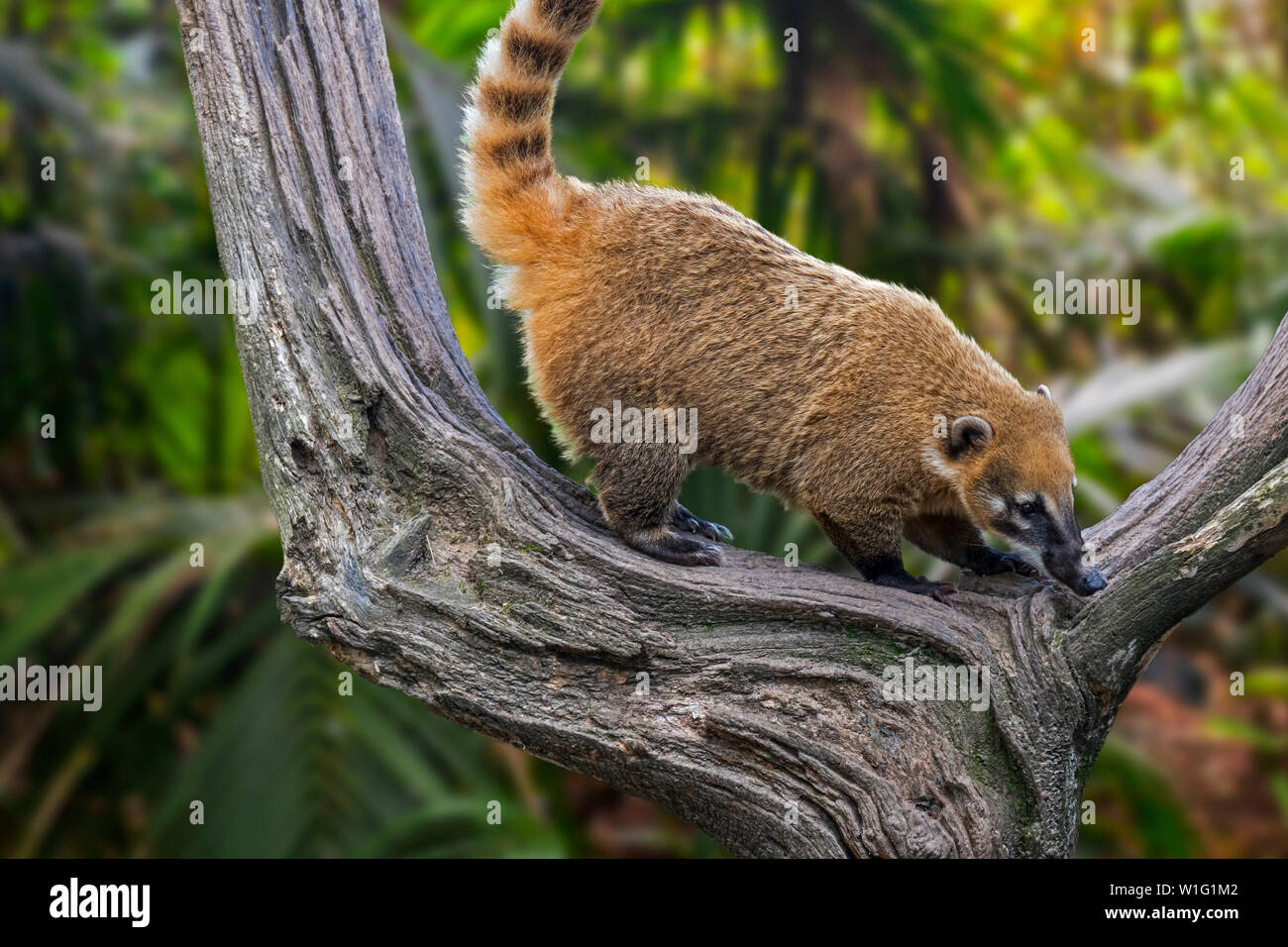 South American coati / ring-tailed coati (Nasua nasua) in tree, native to forests of tropical and subtropical South America Stock Photo