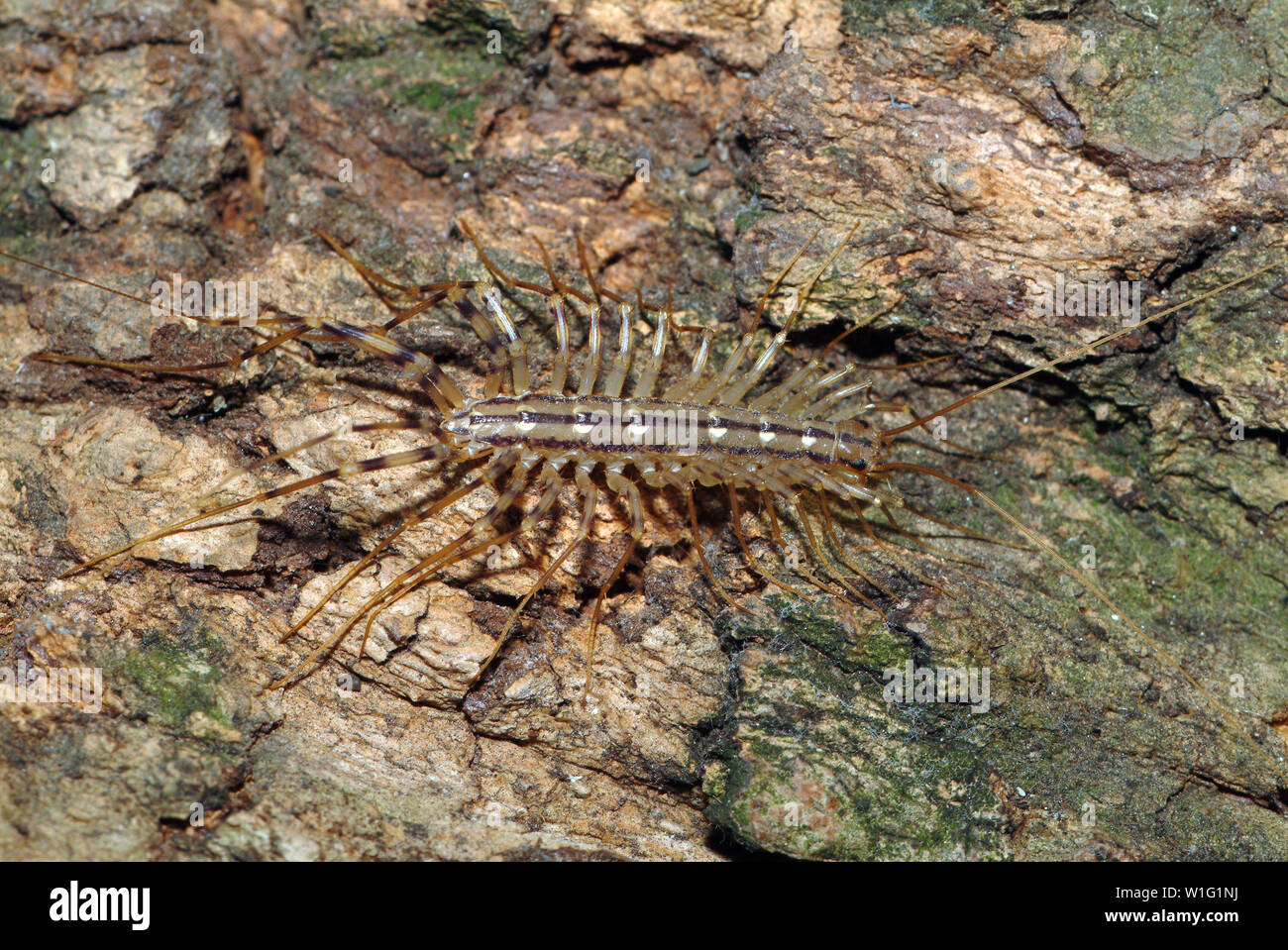 house centipede, Scutigera coleoptrata, Spinnenläufer Stock Photo