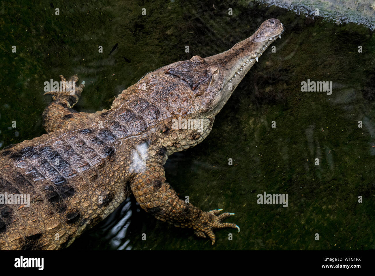 West African slender-snouted crocodile (Mecistops cataphractus) waiting in ambush for prey in water near lake bank native to West Africa Stock Photo
