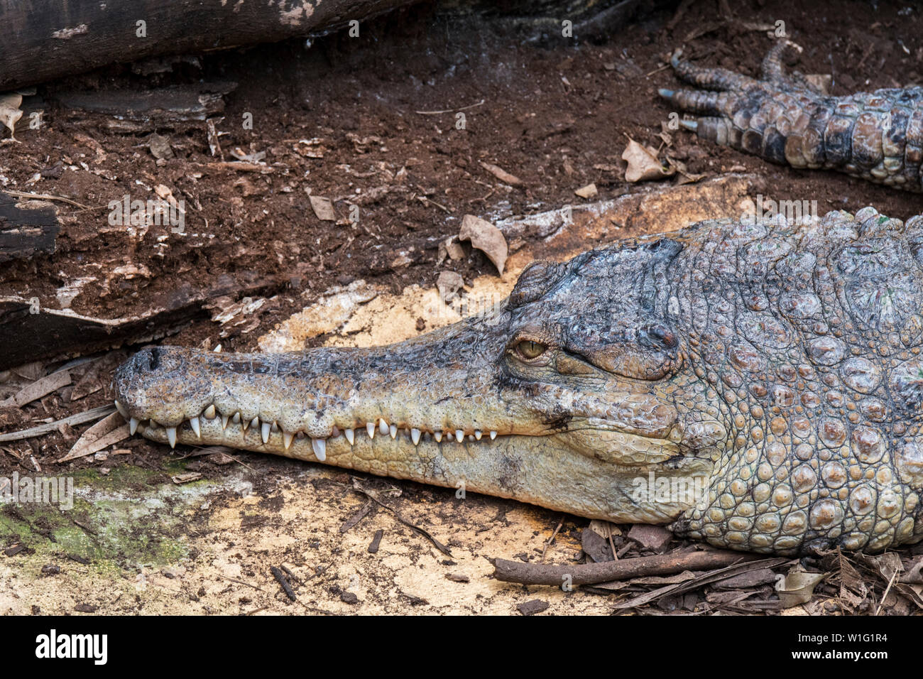 Close-up portrait of West African slender-snouted crocodile (Mecistops cataphractus) native to West Africa Stock Photo