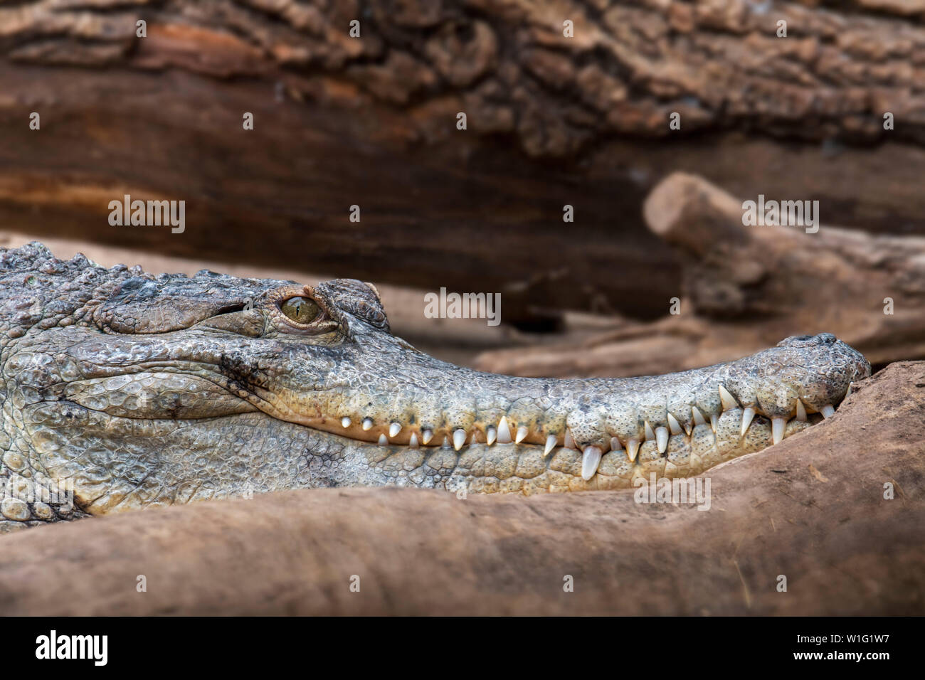 Close-up portrait of West African slender-snouted crocodile (Mecistops cataphractus) native to West Africa Stock Photo