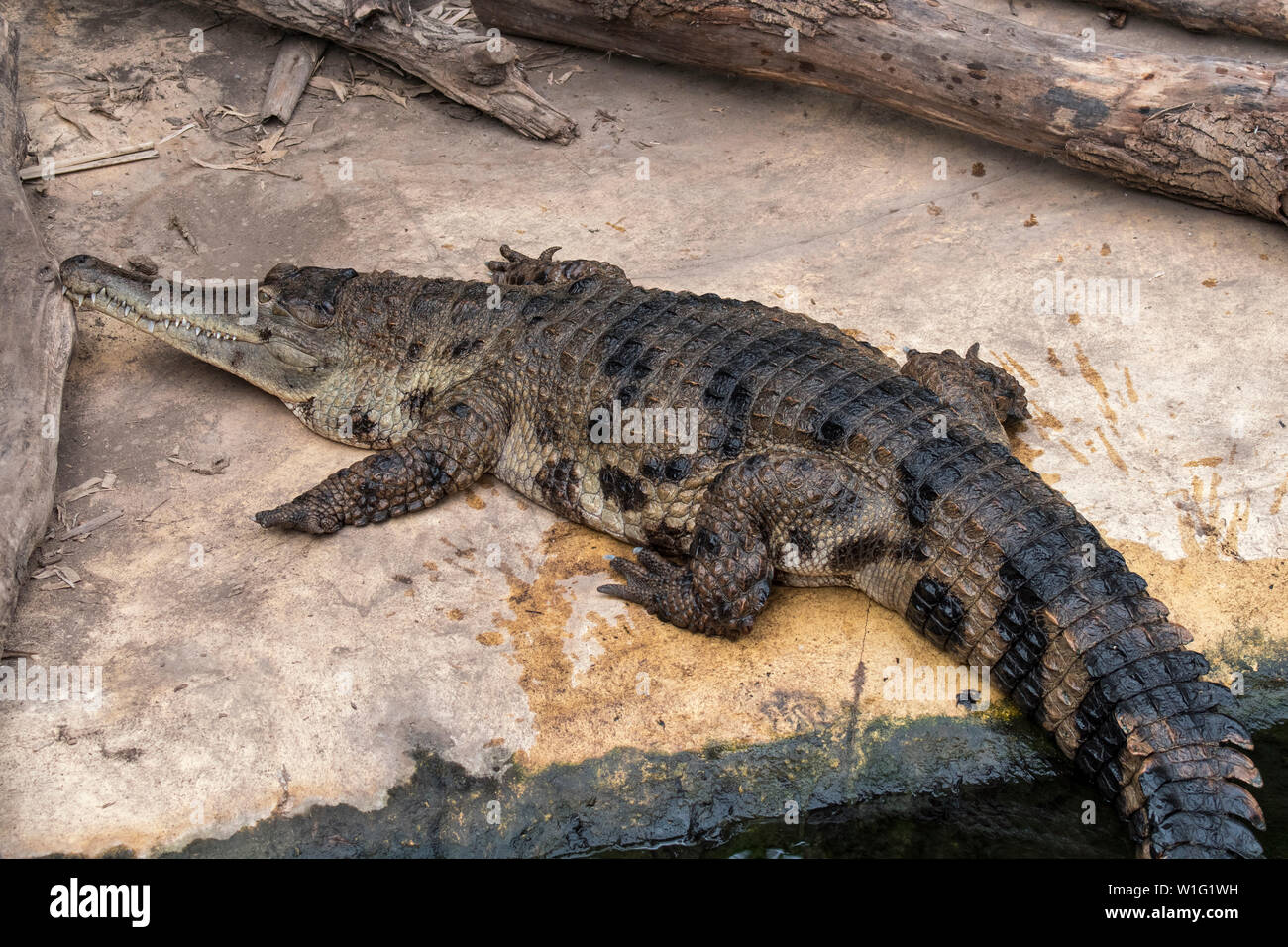 Endangered West African slender-snouted crocodile (Mecistops cataphractus) native to West Africa in zoo Stock Photo