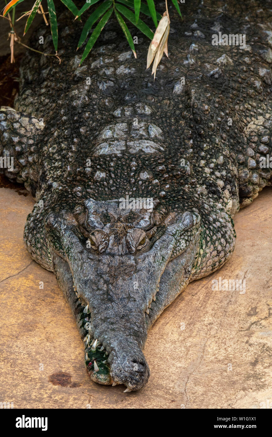 West African slender-snouted crocodile (Mecistops cataphractus) native to West Africa Stock Photo