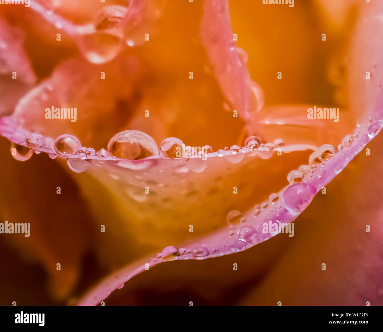 Raindrops on close up edges of rose petals in orange, pink, yellow colors Stock Photo