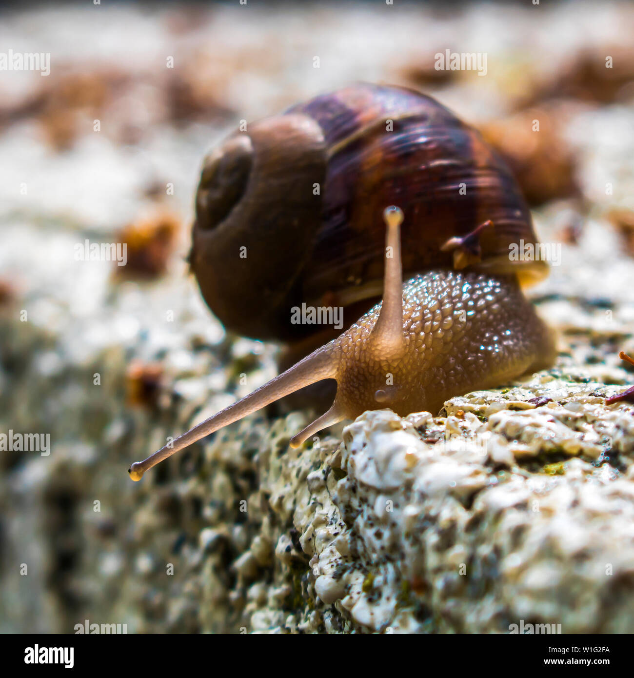 Close up common garden stail with light glowing in body and tentacles. Stock Photo
