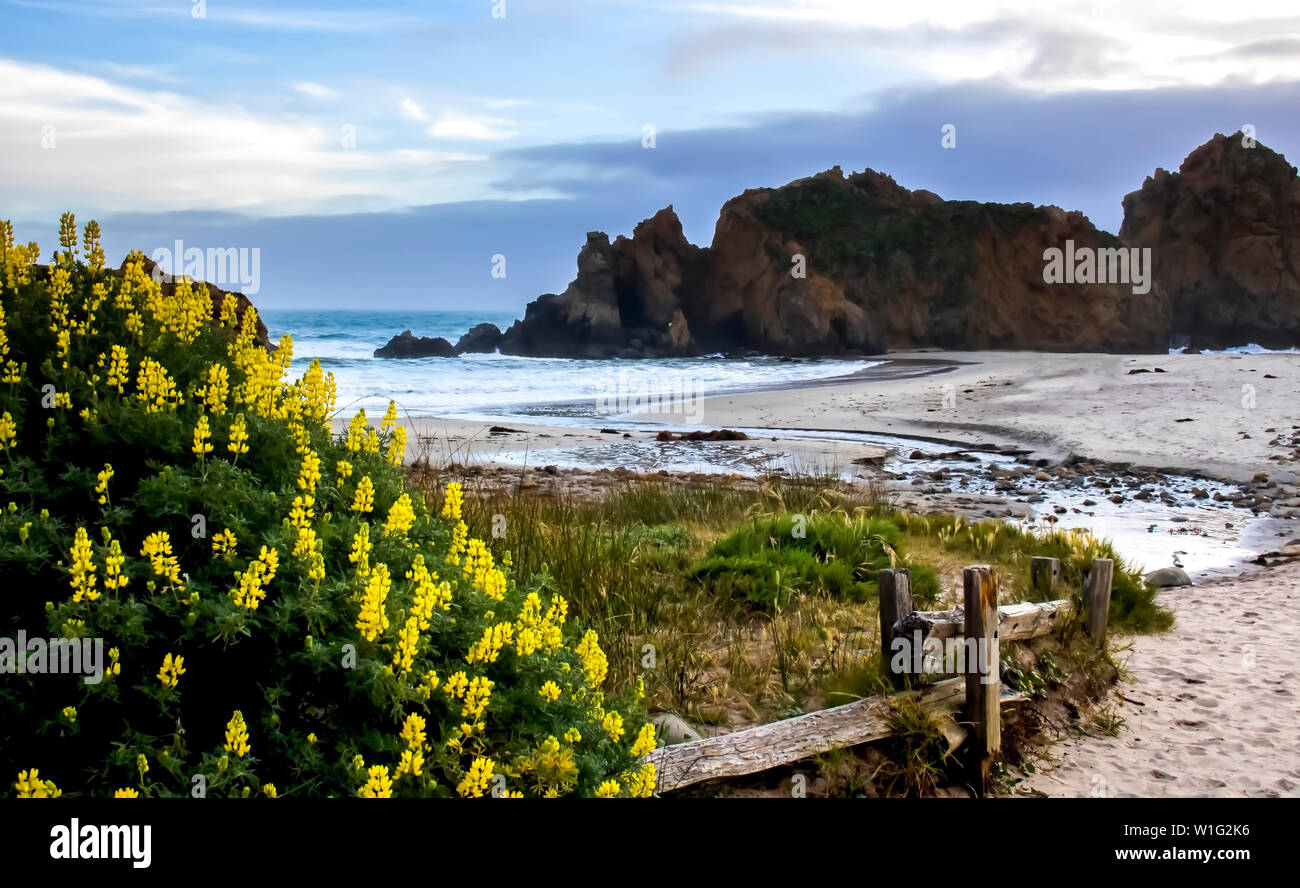 Yellow spring flowers and creek lead onto beach with rocks and surf in background. Stock Photo
