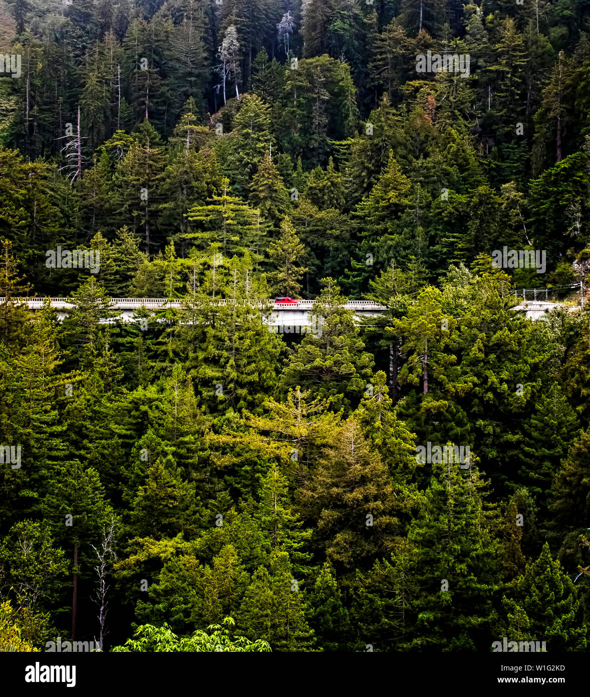 Single red car passes through forest of pine trees on California Highway 1 Stock Photo
