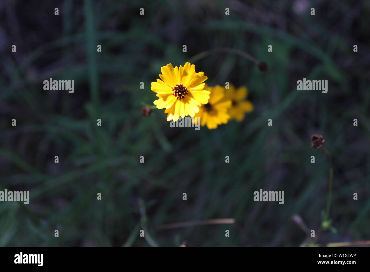 Forest floor flowers hires stock photography and images Alamy