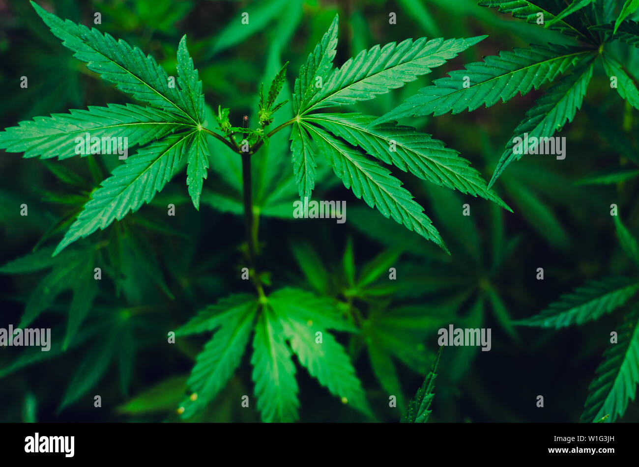 Green background of marijuana leaves is a plant for ...