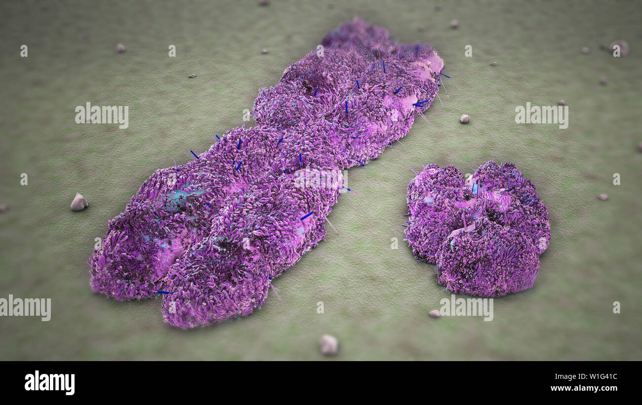 Chromosomes X Y Stock Photo - Alamy