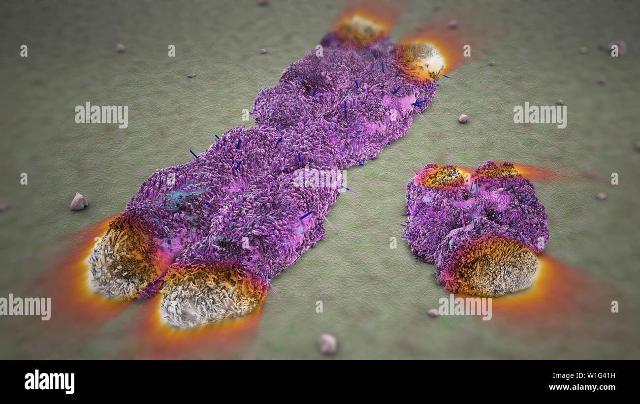 Chromosomes X Y with Telomeres Stock Photo - Alamy
