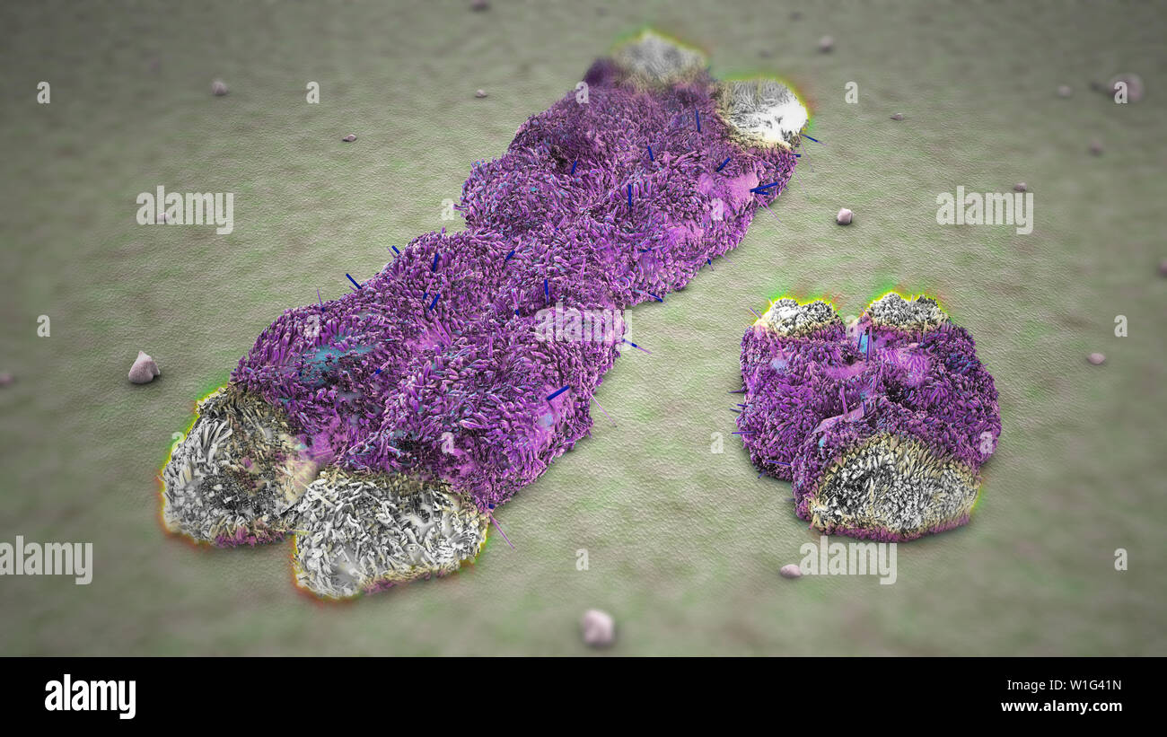 Chromosomes X Y with Telomeres Stock Photo - Alamy