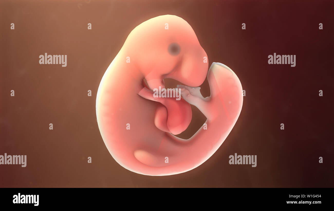 Embryo Stock Photo