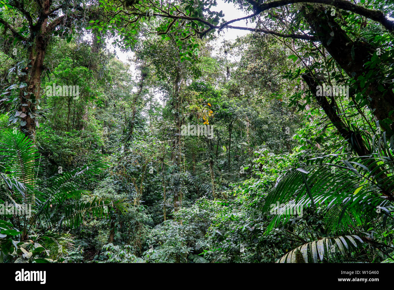 Children's Eternal Rainforest in Costa Rica Stock Photo - Alamy