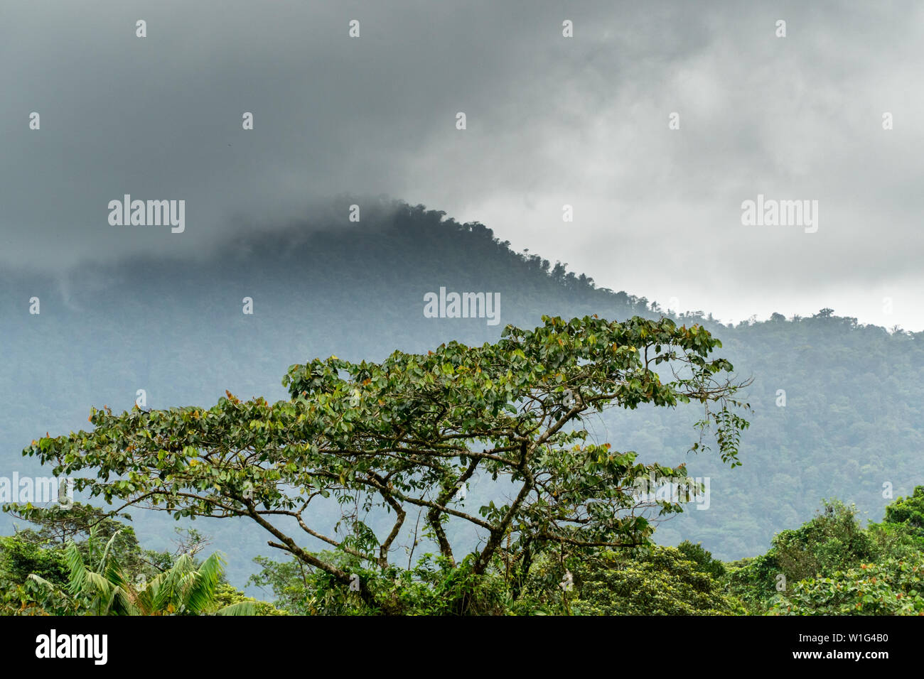 Children's Eternal Rainforest in Costa Rica Stock Photo